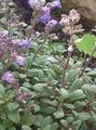 Garden Flowers Dwarf Snapdragon, Fairy Snapdragon, Malling Toadflax, Chaenorhinum purple Photo