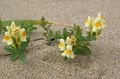 yellow Flower Linaria Photo and characteristics