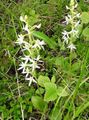 white Flower Species Orchid, Lesser Butterfly Orchid, Two-Leafed Platanthera Photo and characteristics