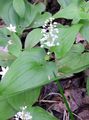 white Flower False Lily of the Valley, Wild Lily of the Valley, Two-leaf False Solomon's Seal Photo and characteristics