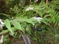 Garden Flowers False Lily of the Valley, Wild Lily of the Valley, Two-leaf False Solomon's Seal, Maianthemum white Photo