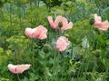 rosa Blume Orientalischen Mohn Foto und Merkmale