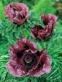 burgundy Flower Oriental poppy Photo and characteristics