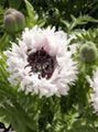 blanc Fleur Pavot Oriental Photo et les caractéristiques