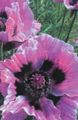 halványlila Virág Keleti Mák fénykép és jellemzők
