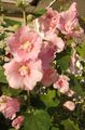 Garden Flowers Hollyhock, Alcea rosea pink Photo