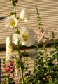 Garden Flowers Hollyhock, Alcea rosea white Photo