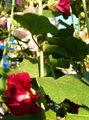 Garden Flowers Hollyhock, Alcea rosea burgundy Photo