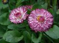 Garden Flowers Bellis daisy, English Daisy, Lawn Daisy, Bruisewort, Bellis perennis burgundy Photo