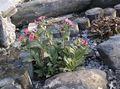 Garden Flowers Lungwort, Pulmonaria pink Photo