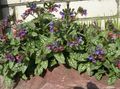 lilac Flower Lungwort Photo and characteristics