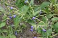 园林花卉 肺麦汁, Pulmonaria 蓝色 照