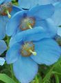 les fleurs du jardin Pavot Bleu De L'himalaya, Meconopsis bleu ciel Photo