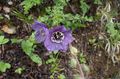 Gartenblumen Himalaya Blauen Mohn, Meconopsis lila Foto