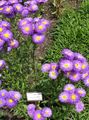 Garden Flowers Seaside Daisy, Beach Aster, Flebane, Erigeron glaucus purple Photo