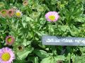 Garden Flowers Seaside Daisy, Beach Aster, Flebane, Erigeron glaucus pink Photo