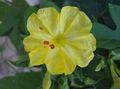 jaune Fleur Quatre Heures, Merveille Du Pérou Photo et les caractéristiques