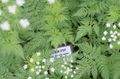 white Flower Sweet cicely Photo and characteristics