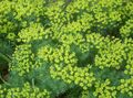 Gartenblumen Zypressen-Wolfsmilch, Bonaparte Krone, Friedhof Moos, Euphorbia gelb Foto