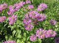 lilac Flower Bee Balm, Wild Bergamot Photo and characteristics