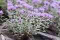lilac Flower Scarlet Monardella, Hummingbird Coyote Mint Photo and characteristics