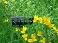 jaune Fleur Lobelia D'or, Lobelia Jaunes Photo et les caractéristiques