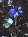 Gartenblumen Arrowleaf Falschen Pickerelweed, Monochoria hellblau Foto