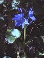 Arrowleaf Falsa Pickerelweed