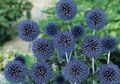 blau Blume Kugeldistel Foto und Merkmale
