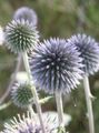 Garden Flowers Globe thistle, Echinops light blue Photo