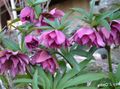 pink Flower Christmas Rose, Lenten Rose Photo and characteristics