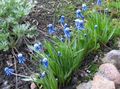 Gartenblumen Traubenhyazinthe, Muscari blau Foto