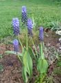 Hage blomster Drue Hyacinth, Muscari lyse blå Bilde