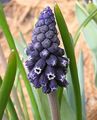 black Flower Grape hyacinth Photo and characteristics