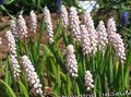 Trädgårdsblommor Druva Hyacint, Muscari rosa Fil