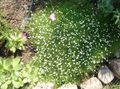 white Flower Irish Moss, Pearlwort, Scottish or Scotch Moss Photo and characteristics