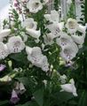 white Flower Foxglove Photo and characteristics