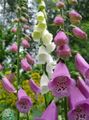 Gartenblumen Fingerhut, Digitalis rosa Foto