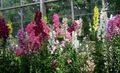 Garden Flowers Foxglove, Digitalis burgundy Photo