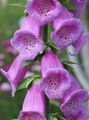 Garden Flowers Foxglove, Digitalis lilac Photo
