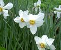 Gartenblumen Narzisse, Narcissus weiß Foto