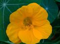 gelb Blume Kapuzinerkresse Foto und Merkmale
