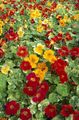 Dārza Ziedi Kreses, Tropaeolum sarkans Foto