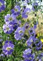Garden Flowers Nasturtium, Tropaeolum light blue Photo