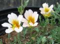Garden Flowers Nasturtium, Tropaeolum white Photo