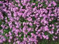 Garden Flowers Forget-me-not, Myosotis pink Photo