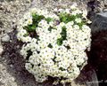 les fleurs du jardin Myosotis blanc Photo