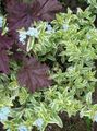 Garden Flowers Water Primrose, Marsh Purslane, Marsh Seedbox, Myosotis palustris light blue Photo