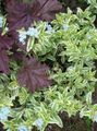 Vatn Primrose, Marsh Purslane, Marsh Seedbox