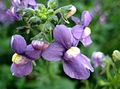 Garden Flowers Cape Jewels, Nemesia purple Photo
